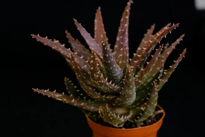 succlents world　多肉の世界　pickup28　トゲトゲのアロエ『クロスビー』