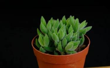 succlents world　多肉の世界　pickup24『銀箋（ぎんぞろえ）』