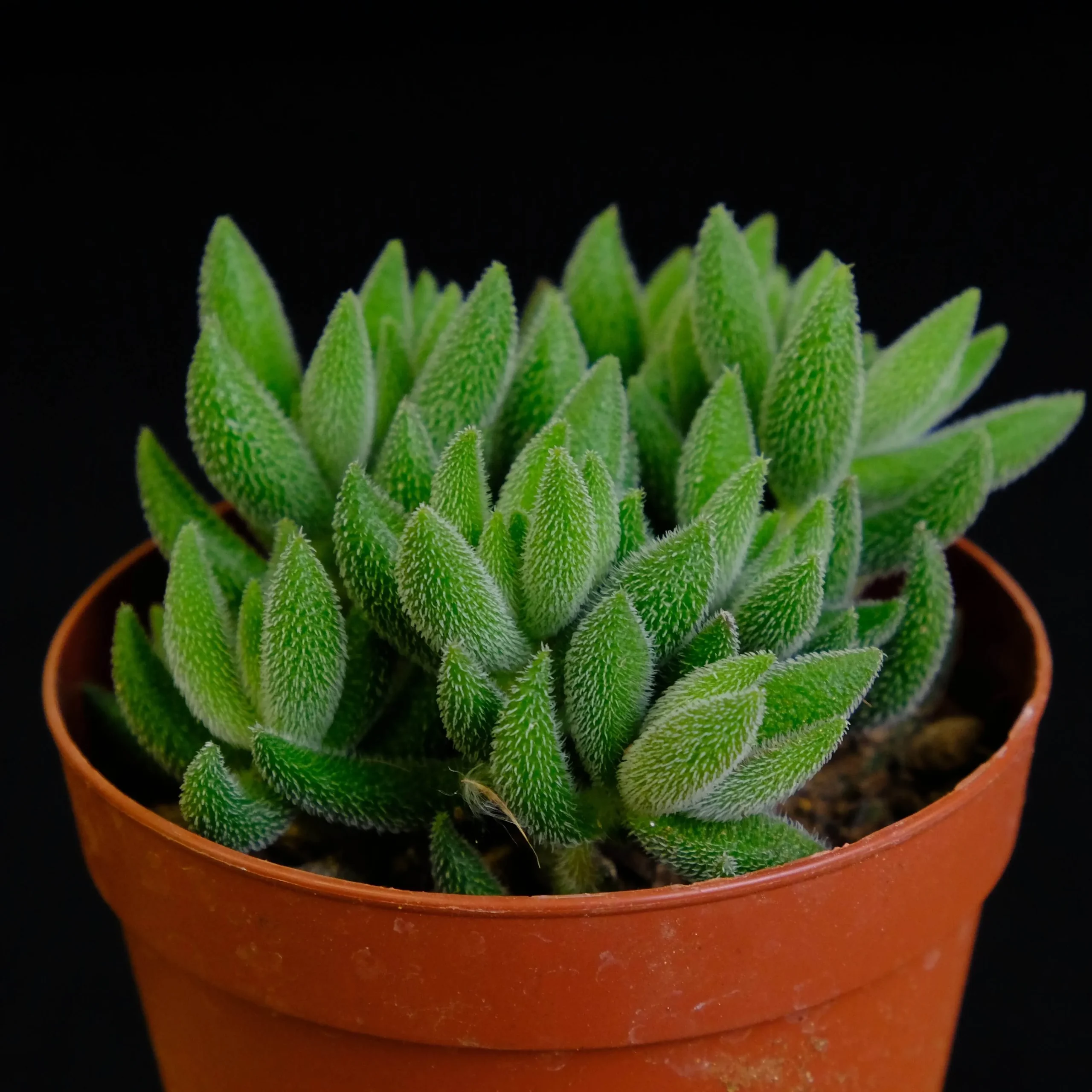 ラン科植物のクローン増殖 ラン科植物のクロ-ン増殖 | 富山 昌克 |本 | 通販 | Amazon