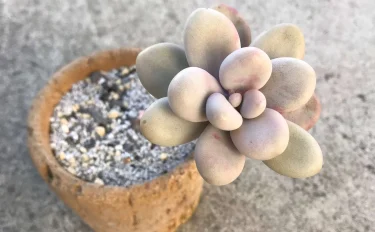 succlents world　多肉の世界　pickup15　見つけたら買っておきたい『アメジスチヌム』