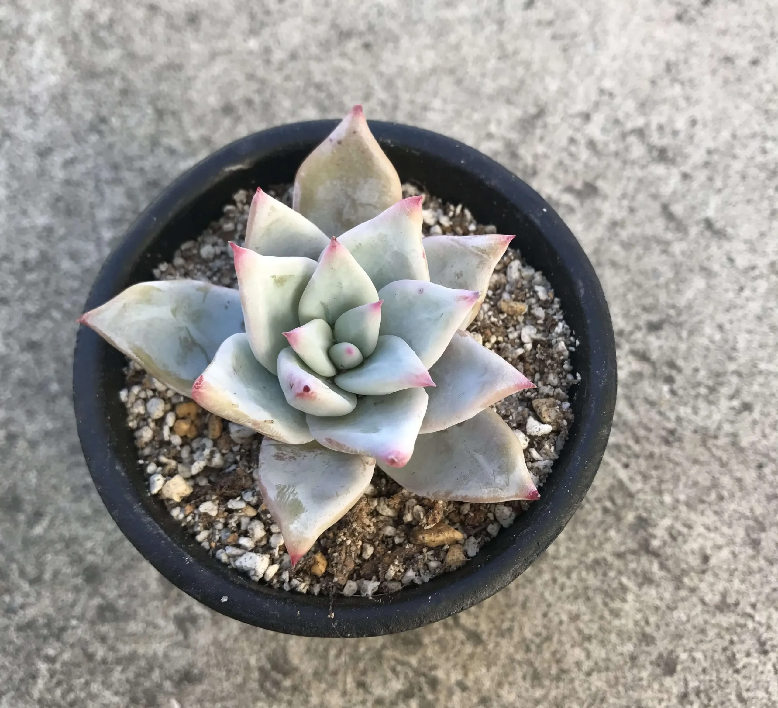 10】メキシコ産 原種コロラータ 限定10苗 直輸入Echeveria 実生 10】メキシコ産 原種コロラータ 限定10苗 直輸入Echeveria 実生
