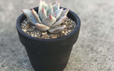 succlents world　多肉の世界　pickup３『コロラータ・タパルパ』