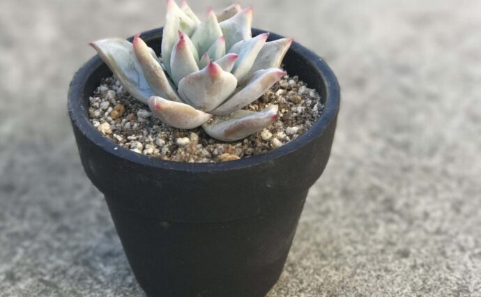 多肉植物　コロラータxバーバラ 多肉植物 コロラータxバーバラ 【公式通販】