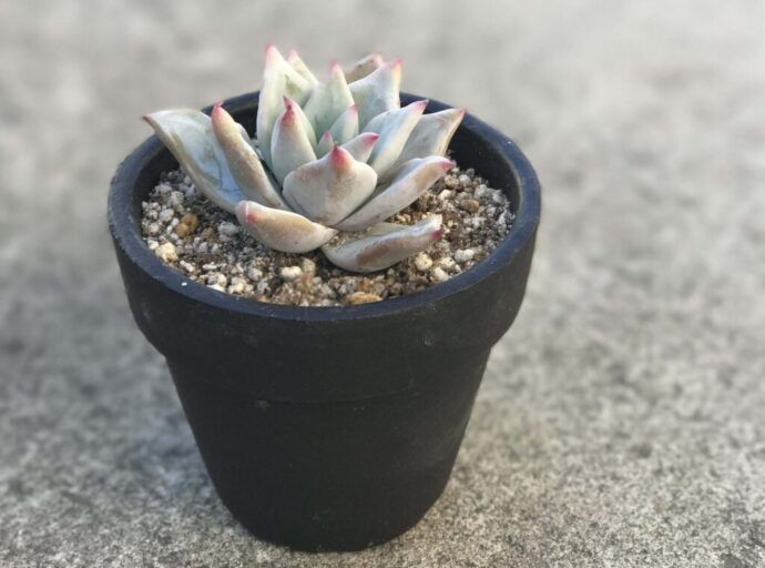 succlents world　多肉の世界　pickup３『コロラータ・タパルパ』