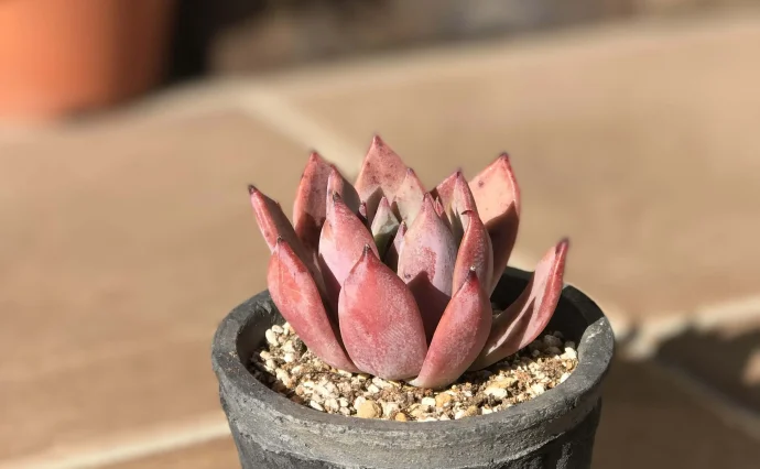 IMG_9103-e1485175769713-