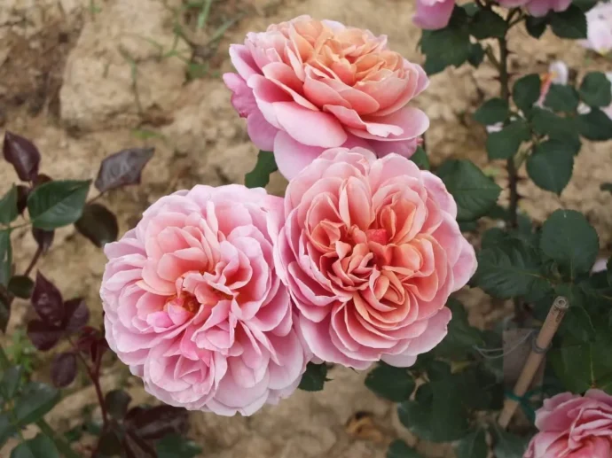 Labyrinth バラの迷宮 pickup37『ラ テラス La Terrasse』