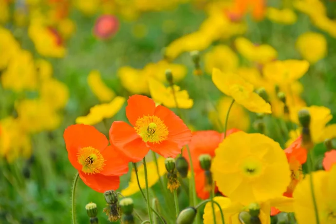 和紙のように透ける花が美しいヒナゲシ。育て方のポイントは？