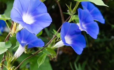 【アサガオの育て方】基本の栽培方法と枯れる原因・対策