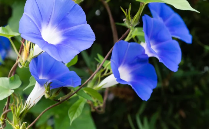 アサガオ（朝顔）の育て方｜種まきから開花までの管理方法とグリーンカーテンの作り方
