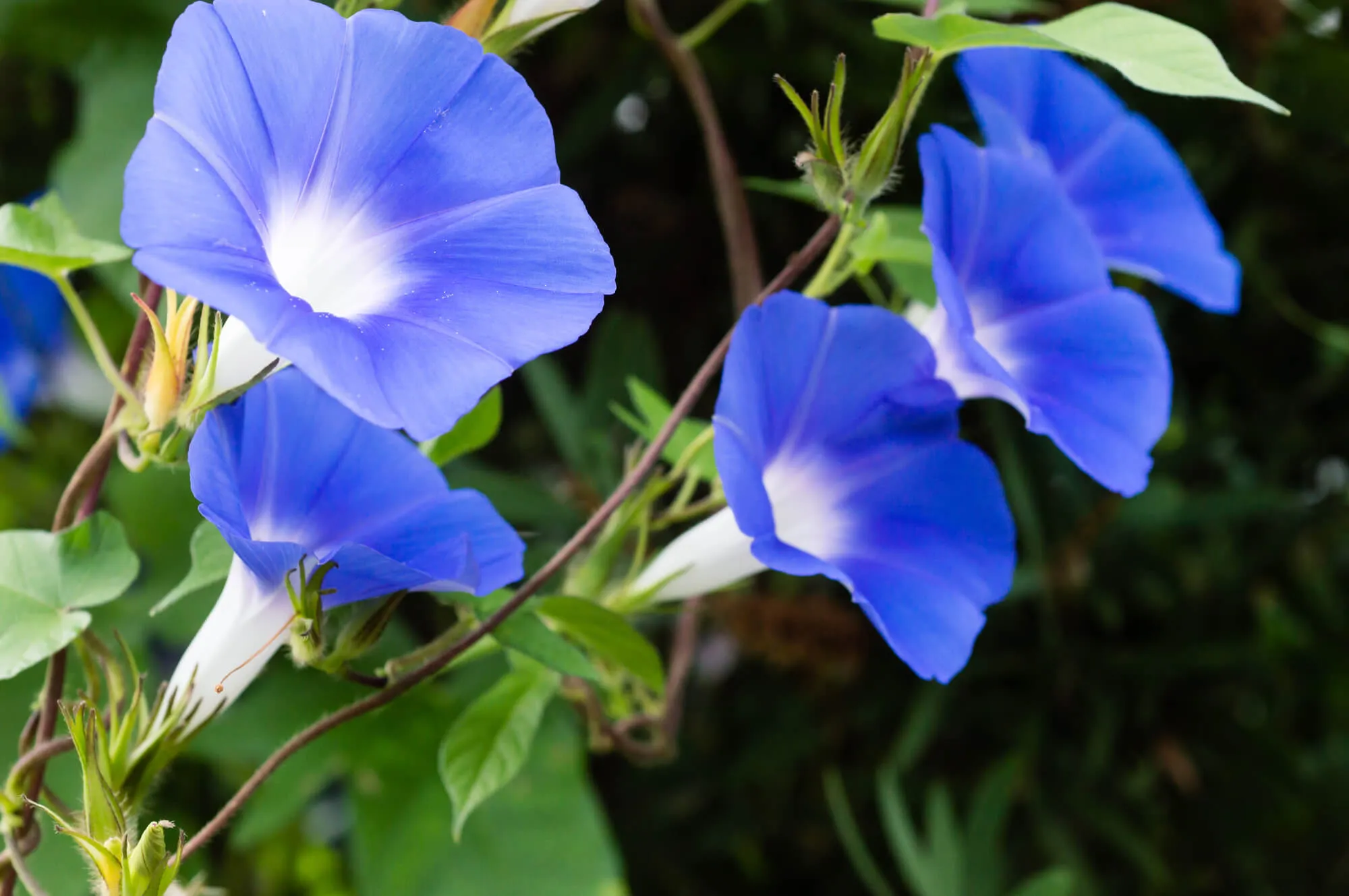 アサガオ（朝顔）の育て方｜種まきから開花までの管理方法とグリーンカーテンの作り方