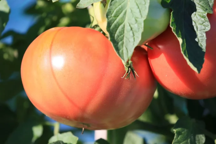 トマト栽培を考えている人へ。おすすめの品種3選