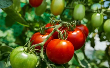 トマトが枯れる、上手く育たない…原因5つと対策方法