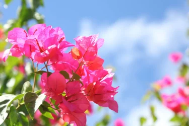 ブーゲンビリアの育て方｜鮮やかな花を長く楽しむ栽培のポイント