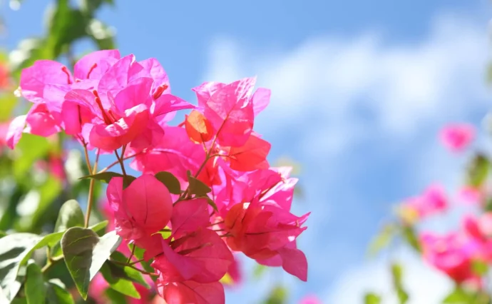 ブーゲンビリアの育て方|鮮やかな花を長く楽しむ栽培のポイント