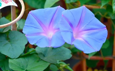 夏の風物詩！アサガオを種まきで育てよう！