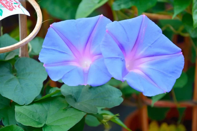 夏の風物詩！アサガオを種まきで育てよう！