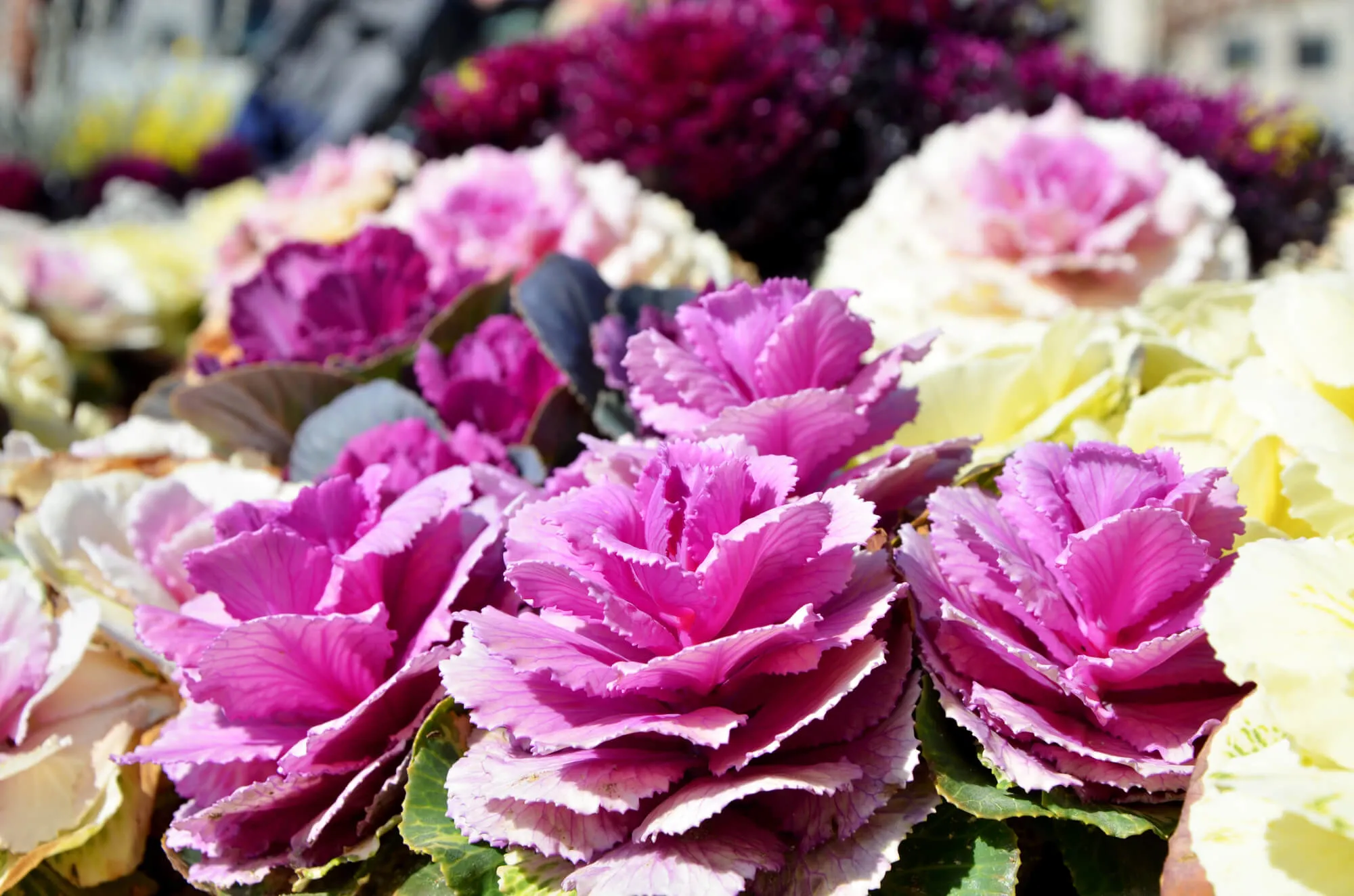 秋冬の花壇を華やかに！ハボタンの上手な育て方 | 植物とあなたを