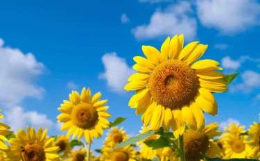 意外と簡単！夏の風物詩、ヒマワリをおうちの庭で！