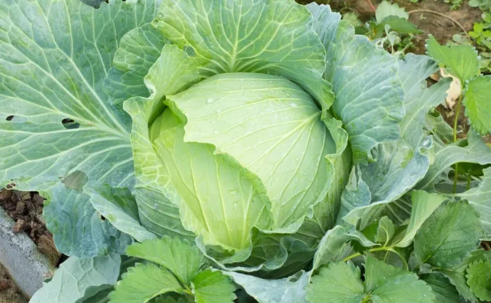キャベツの育て方｜初心者でも簡単！種まきから収穫まで解説