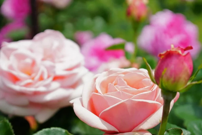 【バラ栽培】バラも夏バテ気味になる季節……7月に行いたいバラのお手入れ