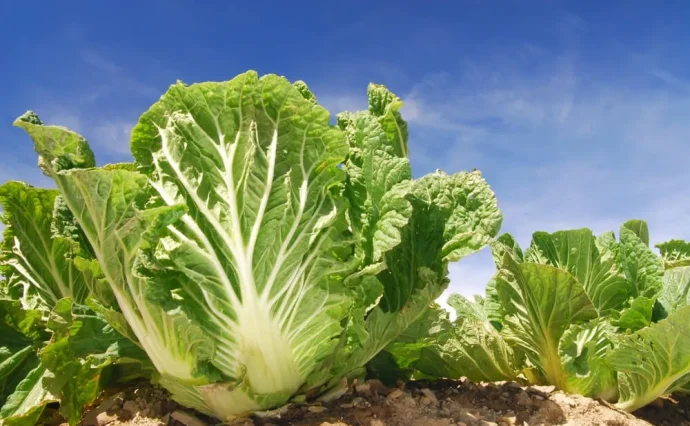 ハクサイ(白菜)の育て方|種まき・植えつけ・肥料・収穫のポイント