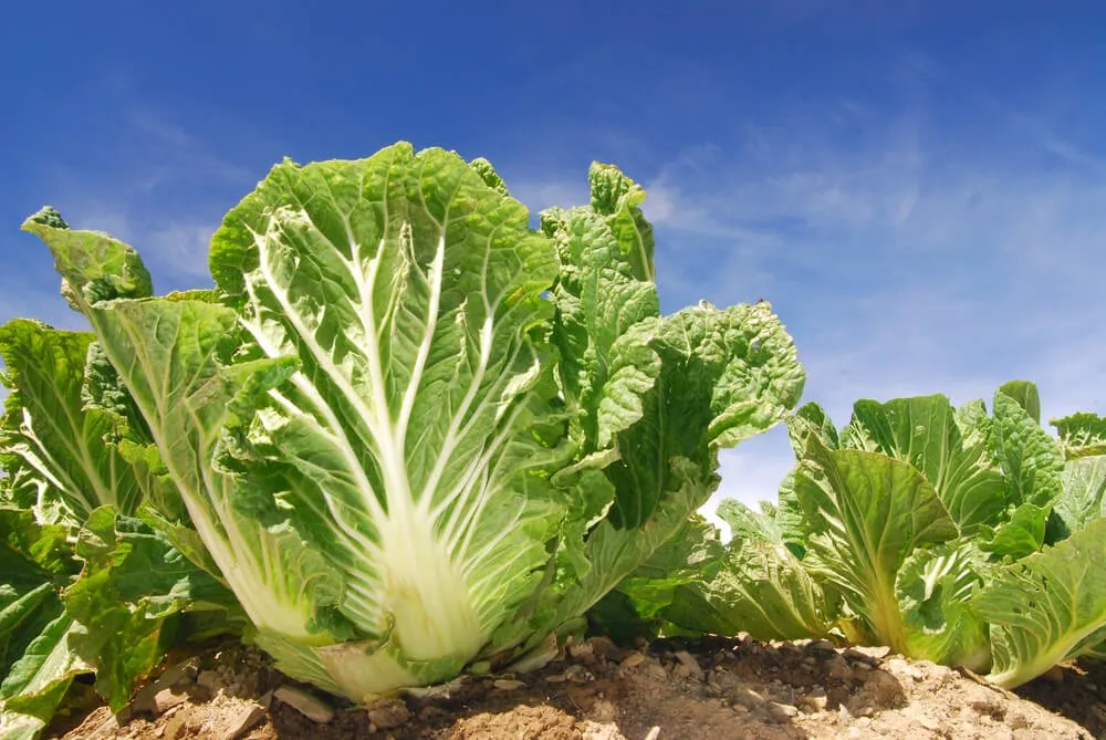ハクサイ（白菜）の育て方｜種まき・植えつけ・肥料・収穫のポイント