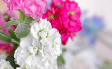甘い香りと鮮やかな花が美しいストック。きれいに花を咲かせるには？