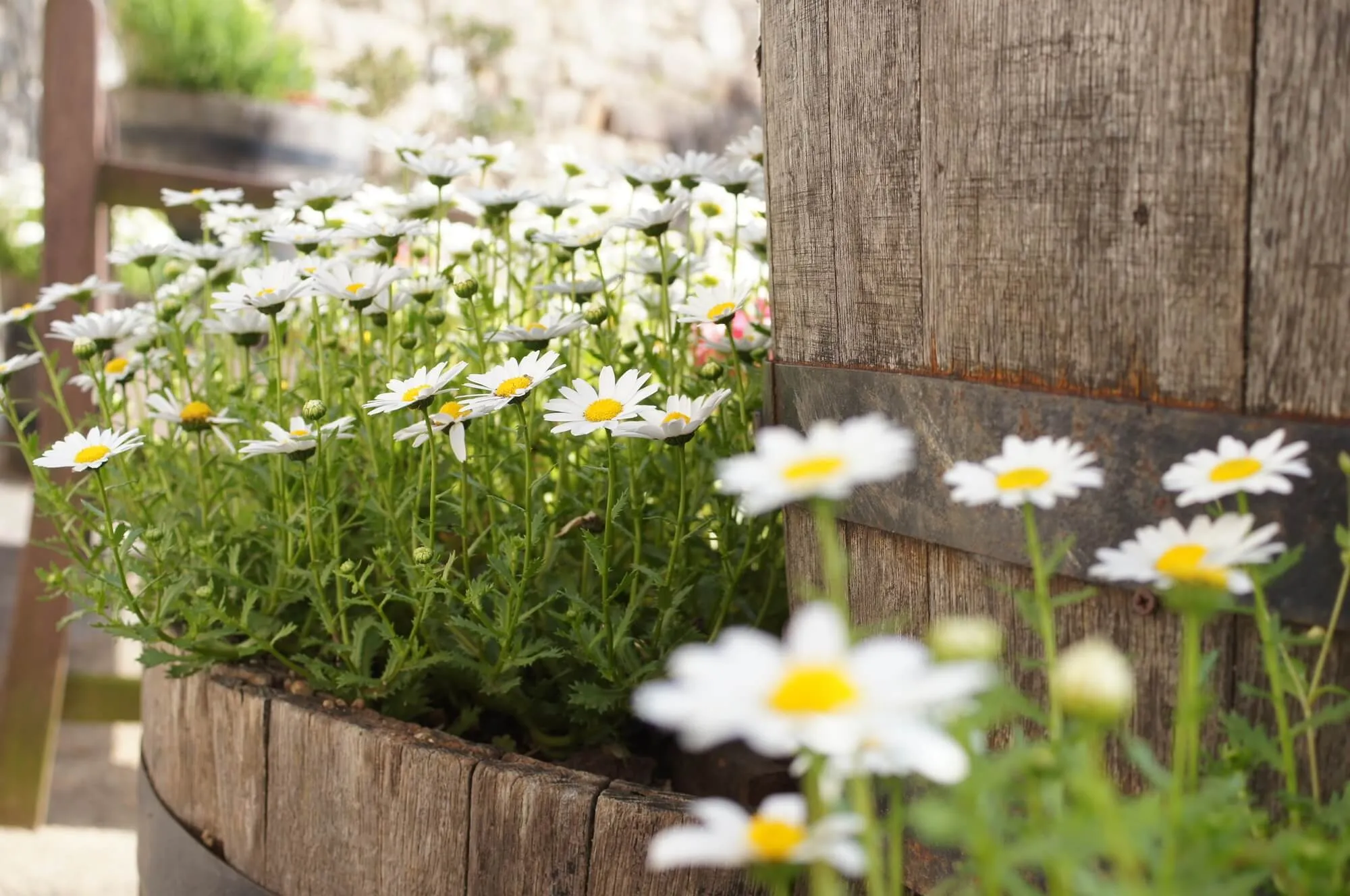 ノースポール　1苗＋オマケ(小苗) ノースポール育て方】真冬に育てたい可憐な小ギク。ノースポールを楽し