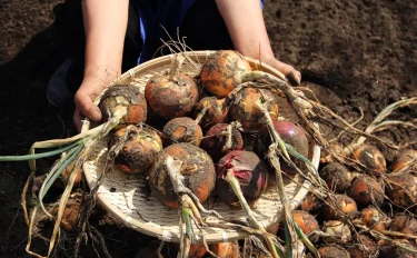 【家庭菜園】 晩秋から始める、地植えタマネギの育て方のコツ【土作りから収穫まで】