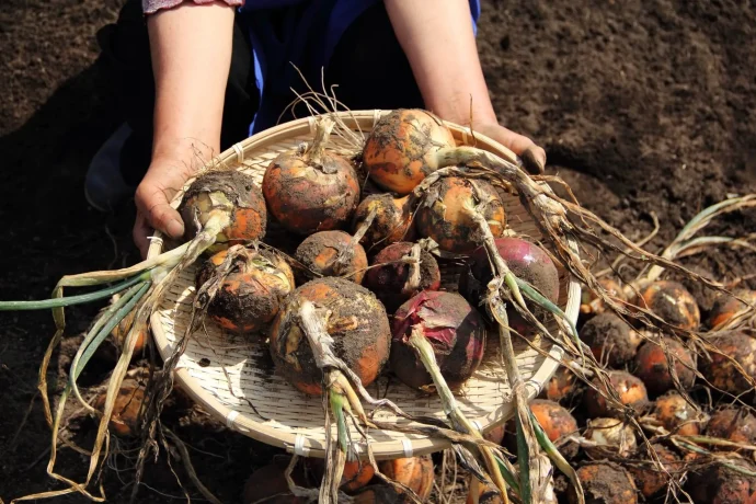 【家庭菜園】 晩秋から始める、地植えタマネギの育て方のコツ【土作りから収穫まで】