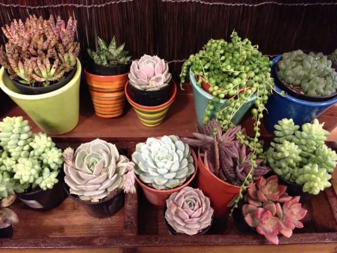 育てやすくて愛らしい!?多肉植物にハマる人急増中!