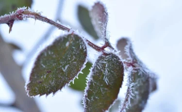 【バラの育て方・バラ栽培】来年もきれいな花を咲かせるために。冬に行いたいバラの剪定作業