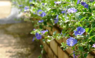 爽やかな青い花が夏にぴったり！アメリカンブルーの育て方