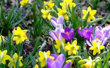 【球根】翌年以降も花を楽しめる！球根で育てられる花4選【秋冬植つけ編】