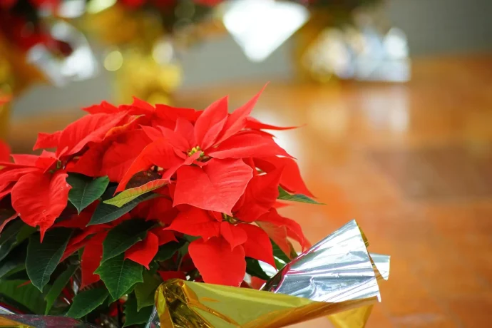 【ポインセチアの育て方】クリスマスにおなじみの真っ赤な花、ポインセチア。育て方のポイントは？