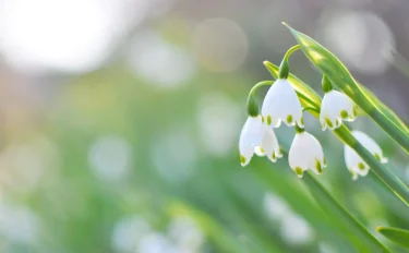 可憐な見た目に反して丈夫で育てやすい球根植物、スノーフレークを栽培してみよう