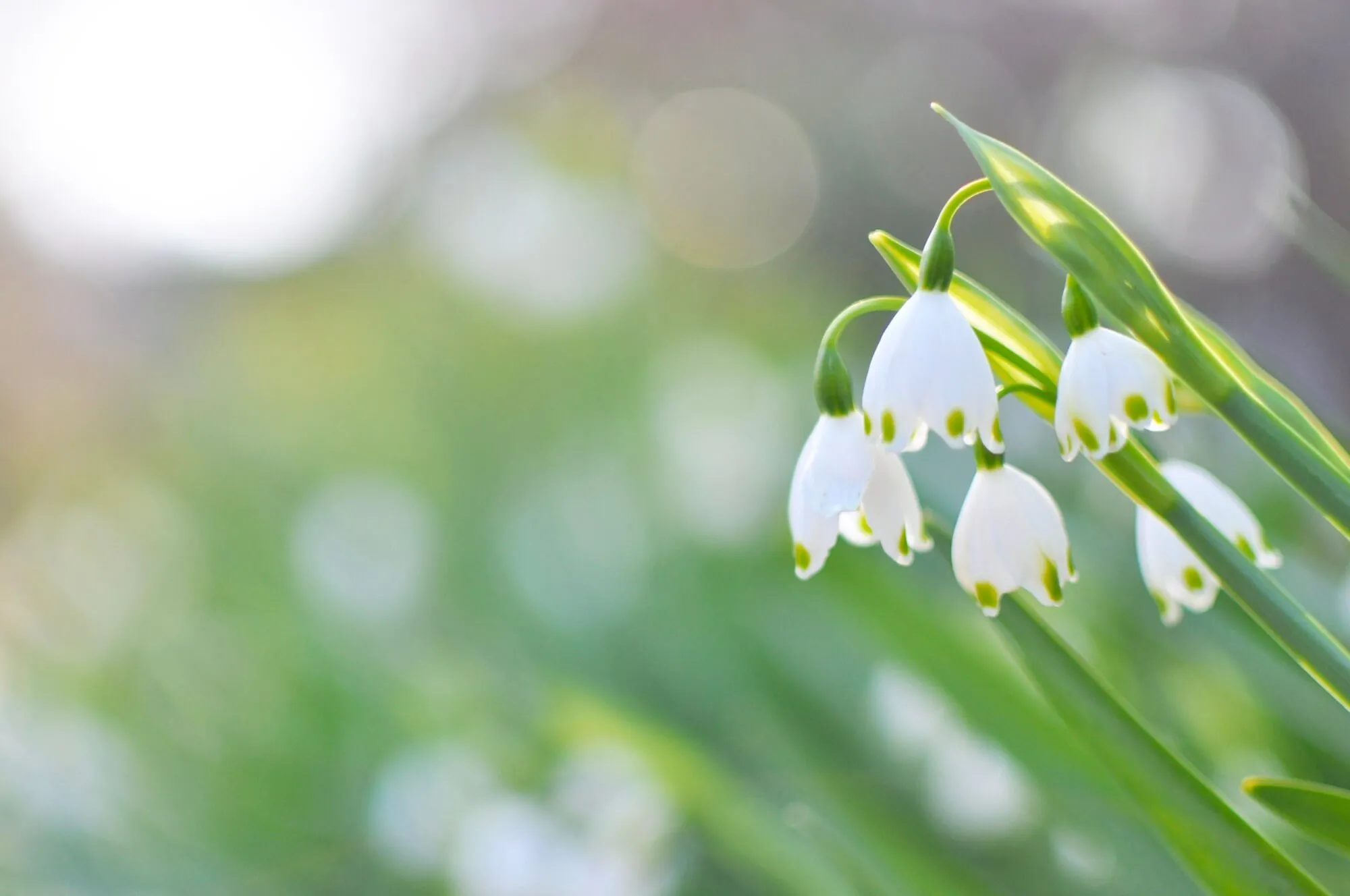 大玉５球 F スノーフレーク球根 鈴蘭水仙 春咲き球根 $21.33 フラワー・ガーデニング 大玉5球 F スノーフレーク球根 鈴蘭