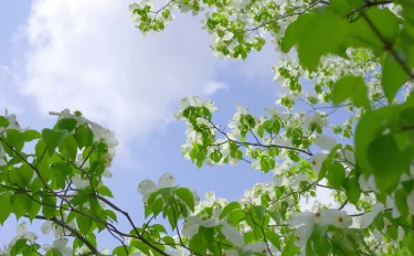 ロマンチックな花言葉を持つ春の花木、ハナミズキ。美しく育てるためには？