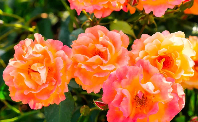 薔薇生花 8月葉月様 8月…今年も葉月🌿 夏の花の生命力と 優しい風の流れをいける 葉月