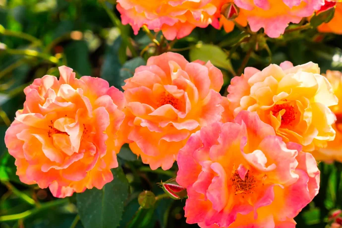 【バラ栽培】8月のバラの管理方法｜暑さに負けない快適な環境作りのポイント