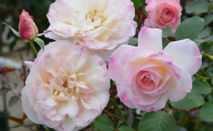 迷宮に咲く花 蒔菜(RR)(GRI-S84-002)