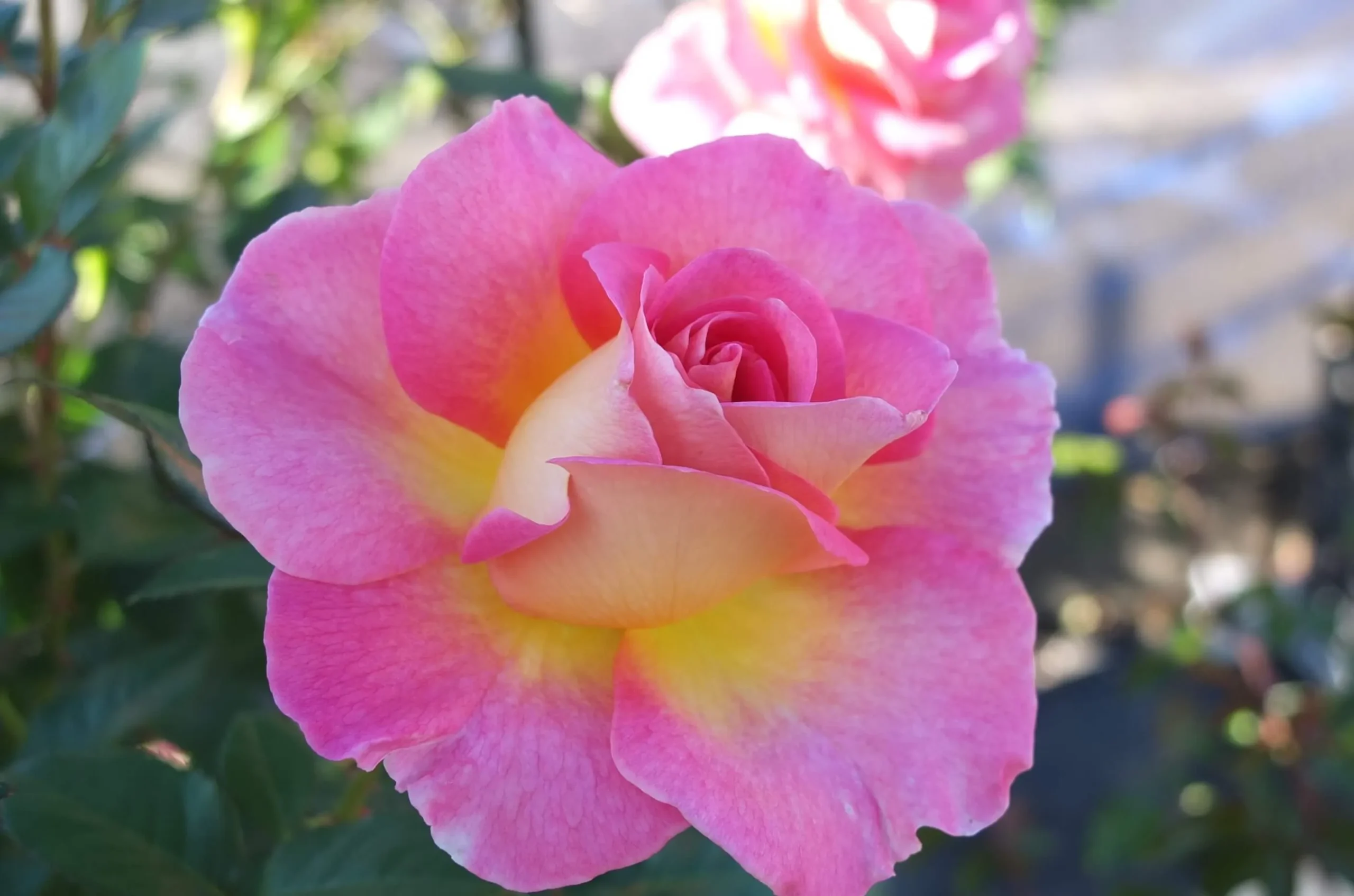 51枚バラ売りCD Labyrinth バラの迷宮 pickup6『ピンク パラダイス』 | 植物とあなたを