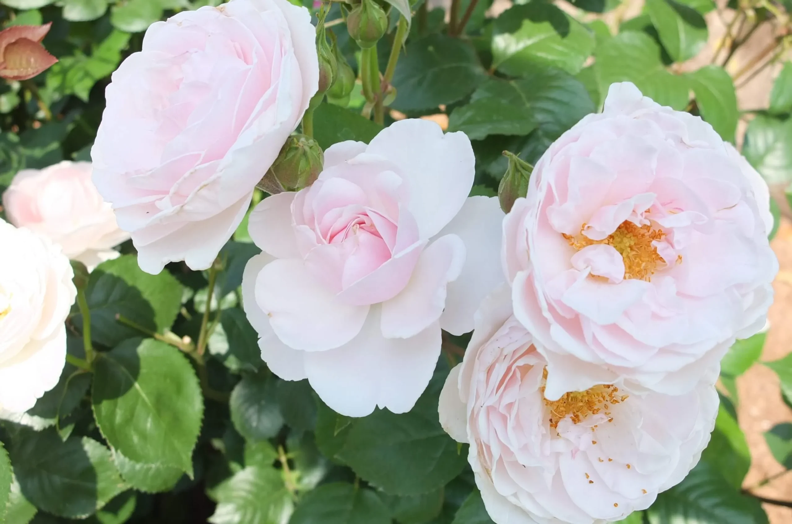 Labyrinth バラの迷宮 pickup15『ローズ ドゥ グランヴィル Rose