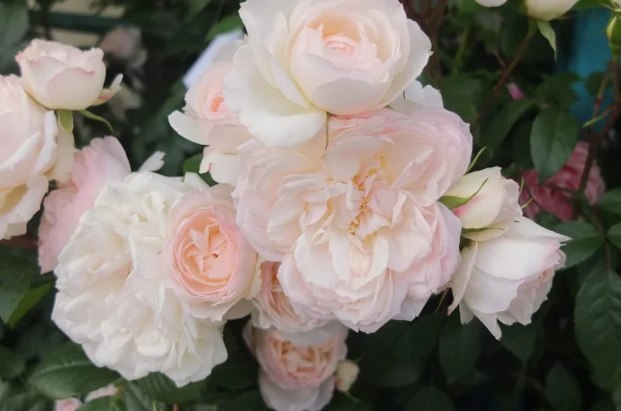 Labyrinth バラの迷宮 pickup13『ステファニー グッテンベルク Stephanie Guttenberg』