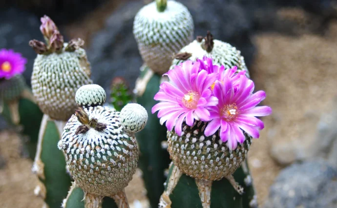 貴重実生品種‼️花サボテン No.N-1レース花弁 濃香 親株 貴重実生品種‼️花サボテン No.N-1レース花弁 濃香 親株