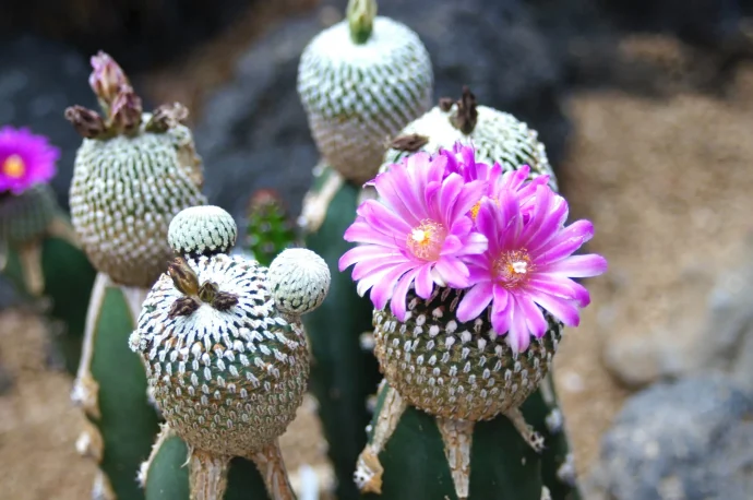 サボテンの花がきれいに咲かない……その原因は？どうしたらきれいに咲くの？