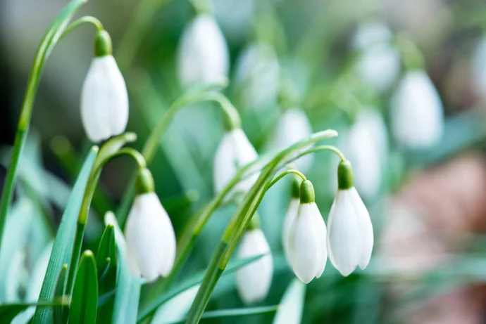 春を告げる白く可憐な花「スノードロップ」を育ててみよう