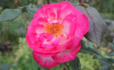 花の印象によく合った「香り」のバラ