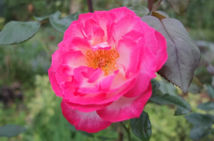 花の印象によく合った「香り」のバラ