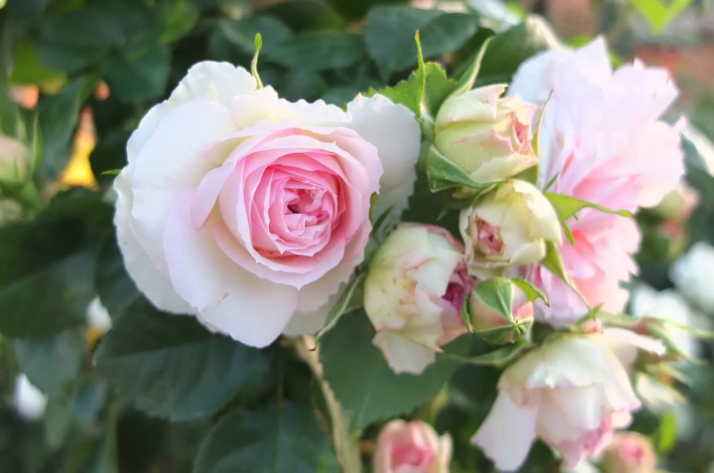 Labyrinth バラの迷宮 pickup20『アミ ロマンティカ Ami Romatica